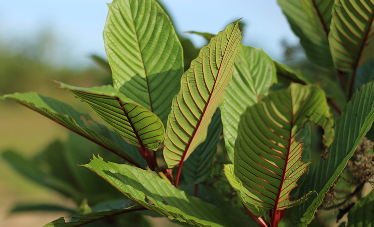 kratom.org – Reliable Kratom Resources