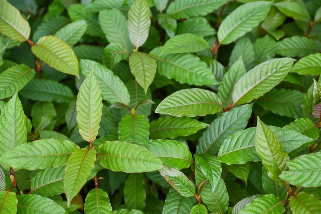 Kratom Vs Weed – The Benefits and Dangers of Combining the Two